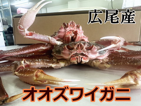 オオズワイガニ