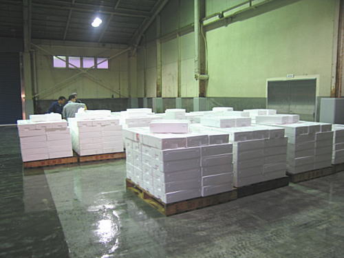 真イカの水揚げ風景