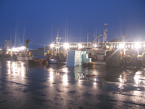 真いかの水揚げ風景